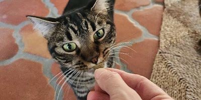 cat is taking a treat from the pet sitters hand