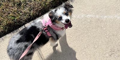 energetic dog walking on the leash