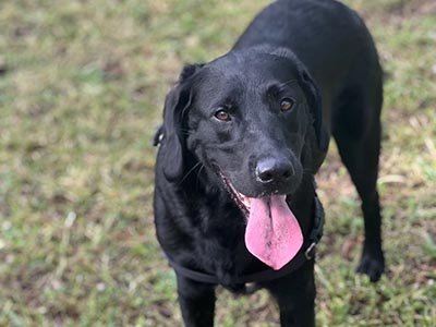 Dog boarding in Lutz FL