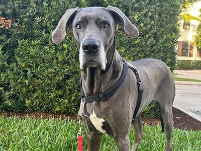 Dog boarding in Tarpon Springs FL