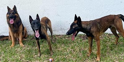 overnight-pet-sitting-in-largo-fl overnight pet sitting in Largo FL