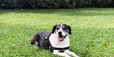 dog-boarding-in-tarpon-springs-fl dog boarding in Tarpon Springs FL