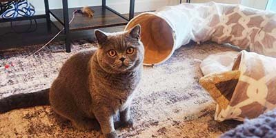 hourly-pet-sitting-in-belleair-bluffs-fl hourly pet sitting in Belleair Bluffs FL
