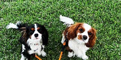 hourly pet sitting in Dunedin FL