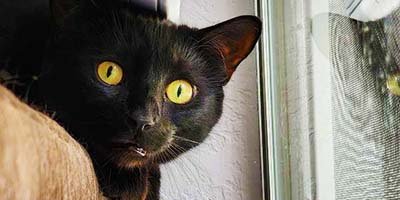 hourly-pet-sitting-in-largo-fl hourly pet sitting in Largo FL