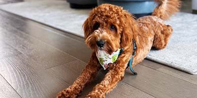 hourly pet sitting in Oldsmar FL