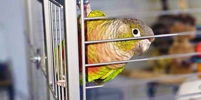 hourly-pet-sitting-in-pinellas-park-fl hourly pet sitting in Pinellas Park FL