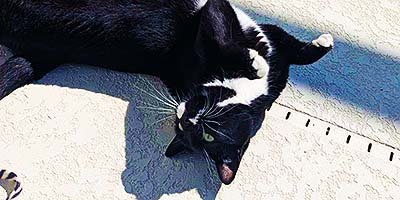 hourly-pet-sitting-in-riverview-fl hourly pet sitting in Riverview FL