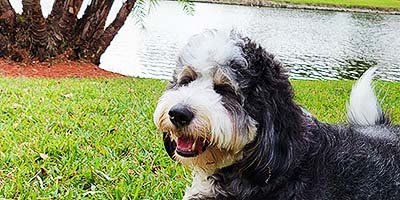 hourly-pet-sitting-in-seffner-fl hourly pet sitting in Seffner FL