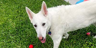 hourly-pet-sitting-in-seven-springs-fl hourly pet sitting in Seven Springs FL