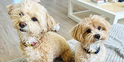hourly pet sitting in Tampa FL