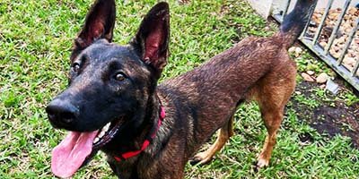 hourly-pet-sitting-in-tarpon-springs-fl hourly pet sitting in Tarpon Springs FL