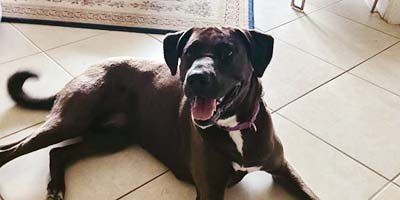 house-sitting-in-belleair-bluffs-fl house sitting in Belleair Bluffs FL