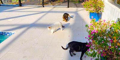 house sitting in Tampa FL