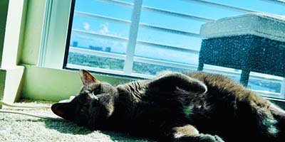 house-sitting-in-tarpon-springs-fl house sitting in Tarpon Springs FL