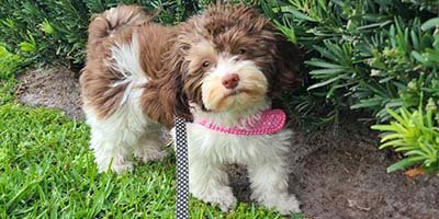 house-sitting-in-zephyrhills-fl house sitting in Zephyrhills FL