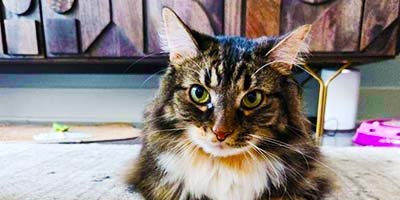 overnight-pet-sitting-in-clearwater-beach-fl overnight pet sitting in Clearwater Beach FL