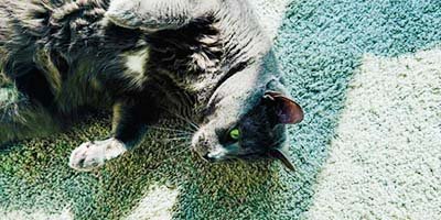 overnight-pet-sitting-in-pinellas-park-fl overnight pet sitting in Pinellas Park FL