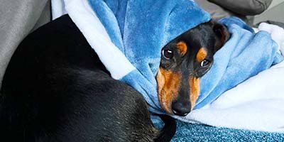 overnight-pet-sitting-in-riverview-fl overnight pet sitting in Riverview FL