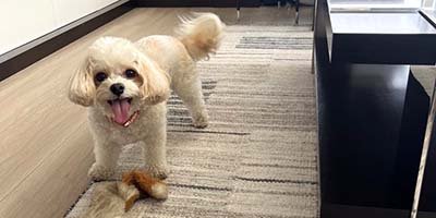 overnight-pet-sitting-in-seven-springs-fl overnight pet sitting in Seven Springs FL