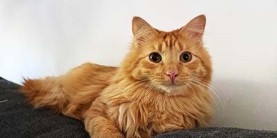 overnight-pet-sitting-in-tarpon-springs-fl overnight pet sitting in Tarpon Springs FL