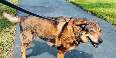 pet-sitting-in-clearwater-beach-fl pet sitting in Clearwater Beach FL