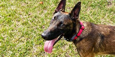 pet sitting in Oldsmar FL