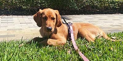 pet-sitting-in-riverview-fl pet sitting in Riverview FL