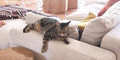 pet-sitting-in-san-antonio-fl pet sitting in San Antonio FL