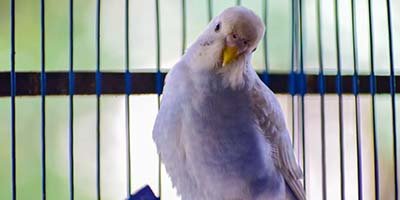 pet-sitting-in-seven-springs-fl pet sitting in Seven Springs FL