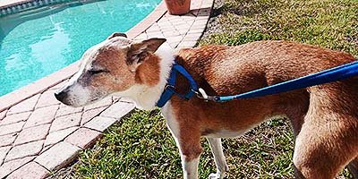 pet sitting in Tampa FL