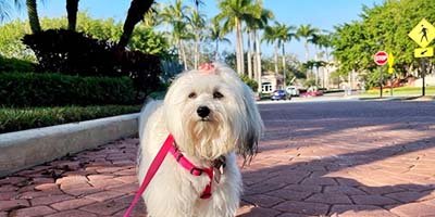 pet-sitting-in-tarpon-springs-fl pet sitting in Tarpon Springs FL