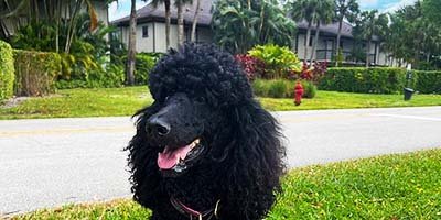 pet-taxi-in-clearwater-beach-fl pet taxi in Clearwater Beach FL