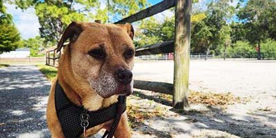 pet-taxi-in-largo-fl pet taxi in Largo FL