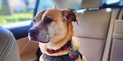 pet-taxi-in-pinellas-park-fl pet taxi in Pinellas Park FL