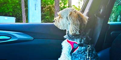 pet-taxi-in-riverview-fl pet taxi in Riverview FL