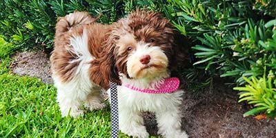 pet taxi in Tampa FL