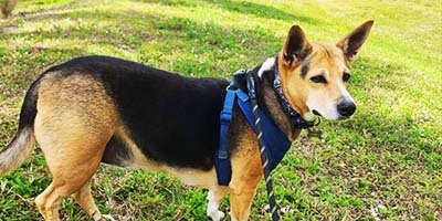 pet-taxi-in-tarpon-springs-fl pet taxi in Tarpon Springs FL