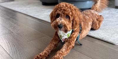 large dog boarding in West Coast FL