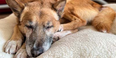 special needs dog boarding in West Coast FL